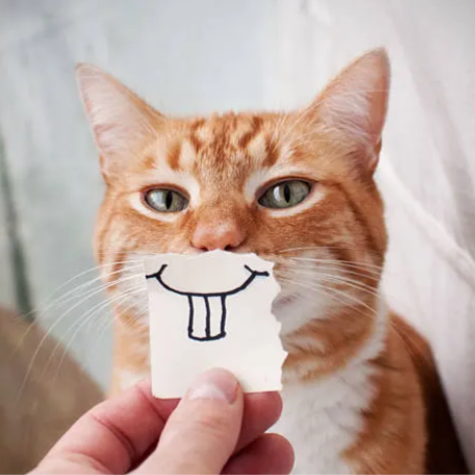 Fin